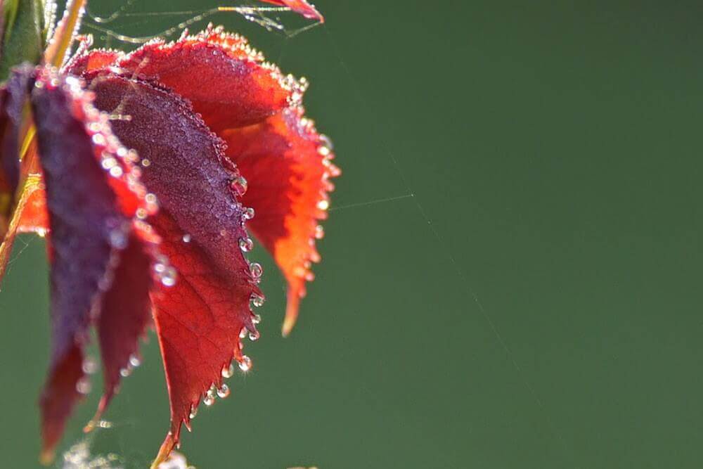 Orchard House Cornwall in autumn